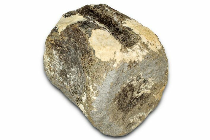 Fossil Ornithischian Dinosaur Vertebra - Colorado #352276
